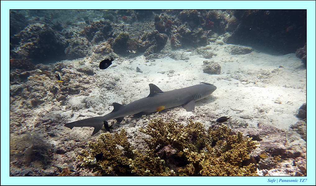 2011 - 08 - Borneo - Sipadan 028